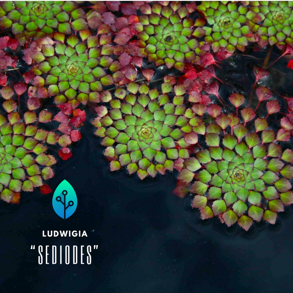 Ludwigia Sedioides - Rare - Floating Plant