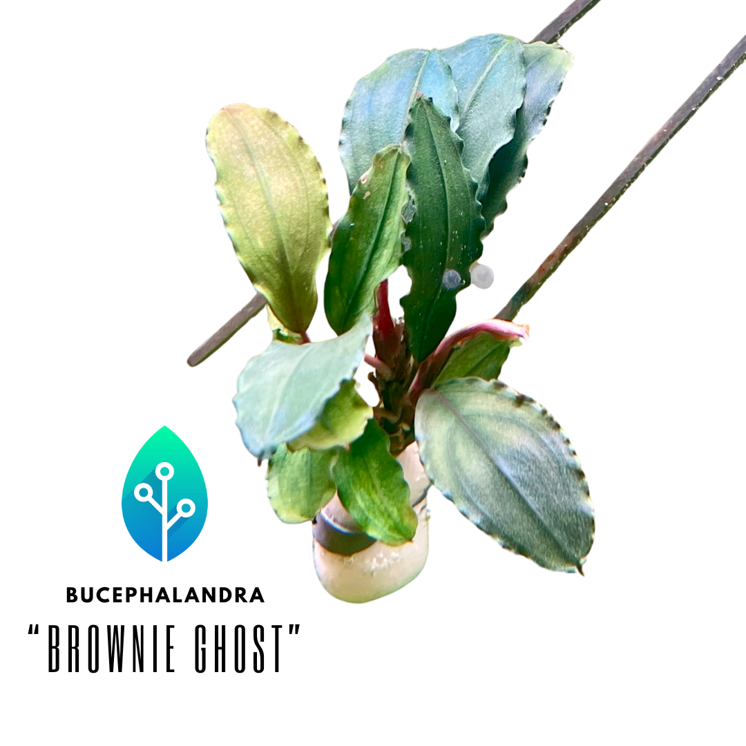 Bucephalandra - 