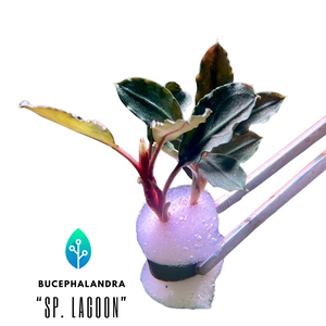 Aponogeton_21.png?v=1711832130