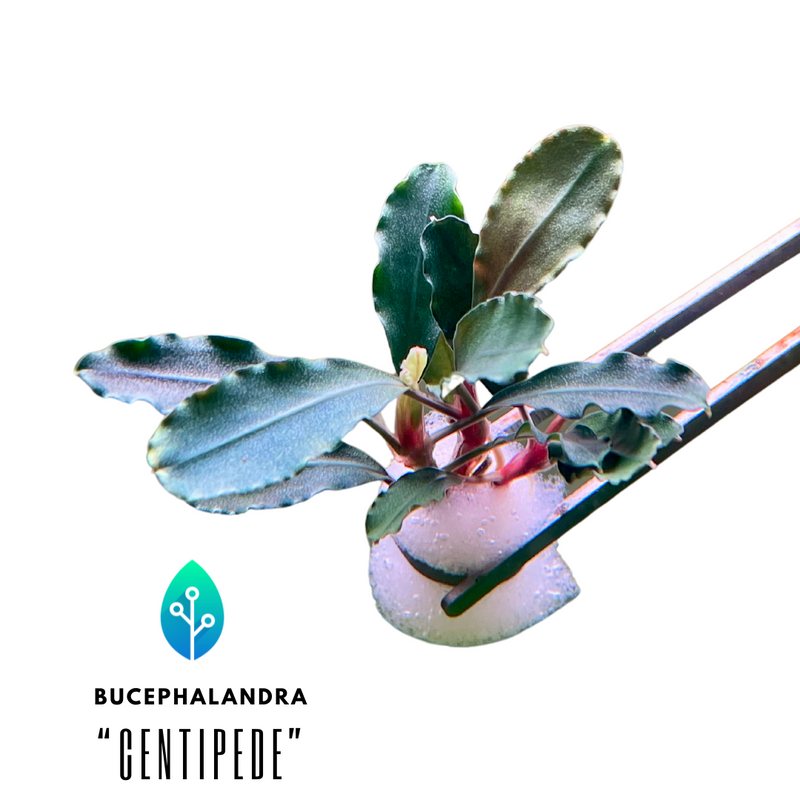 Aponogeton_22.png?v=1711831968
