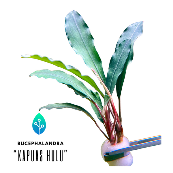 Bucephalandra - "Kapuas Hulu"