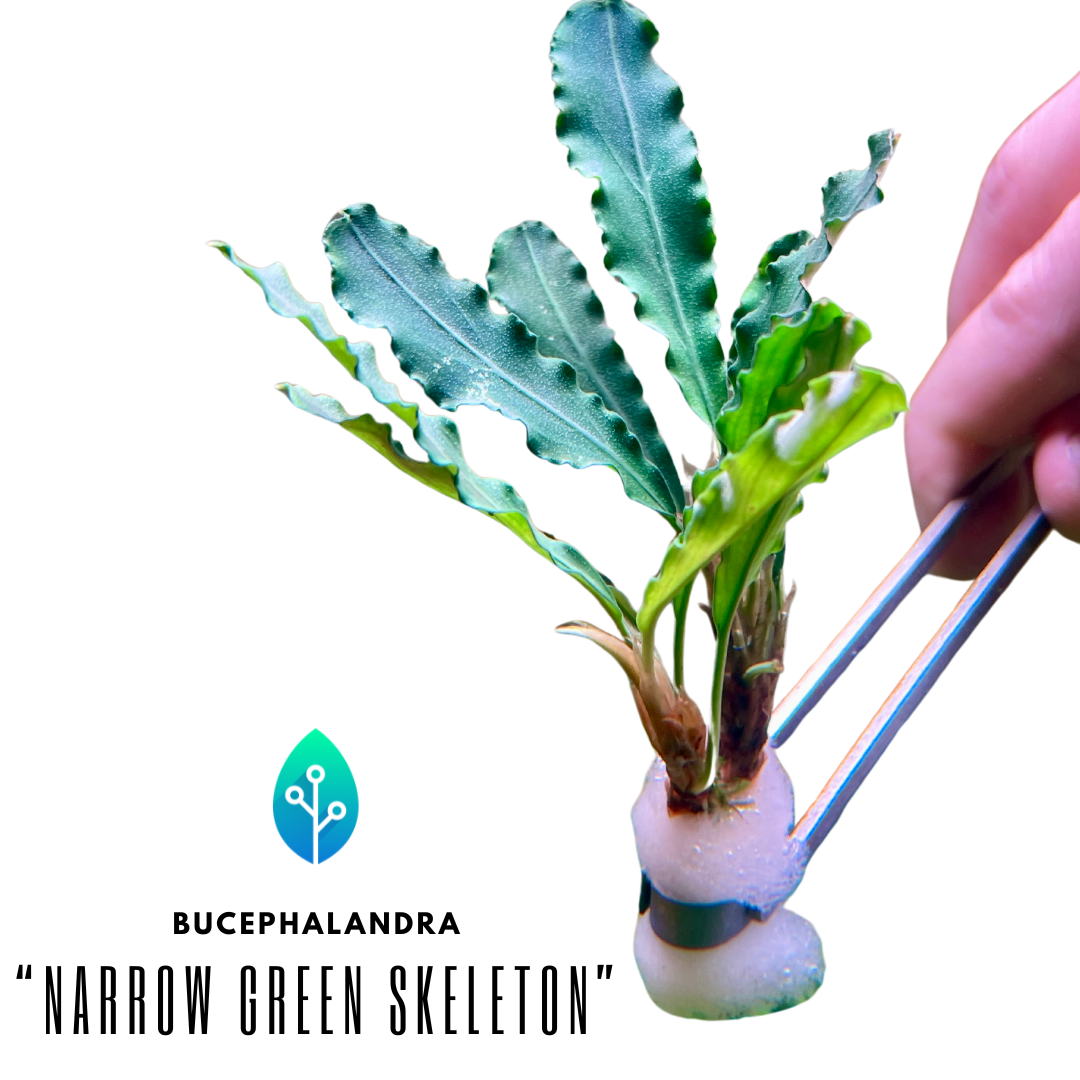 Bucephalandra - Bucephalandra -