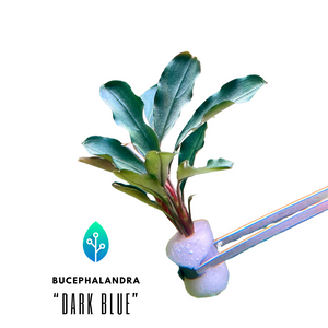 水草 Bucephalandra sp. \"Super dark blue\" Bucephalandra Deep Blue