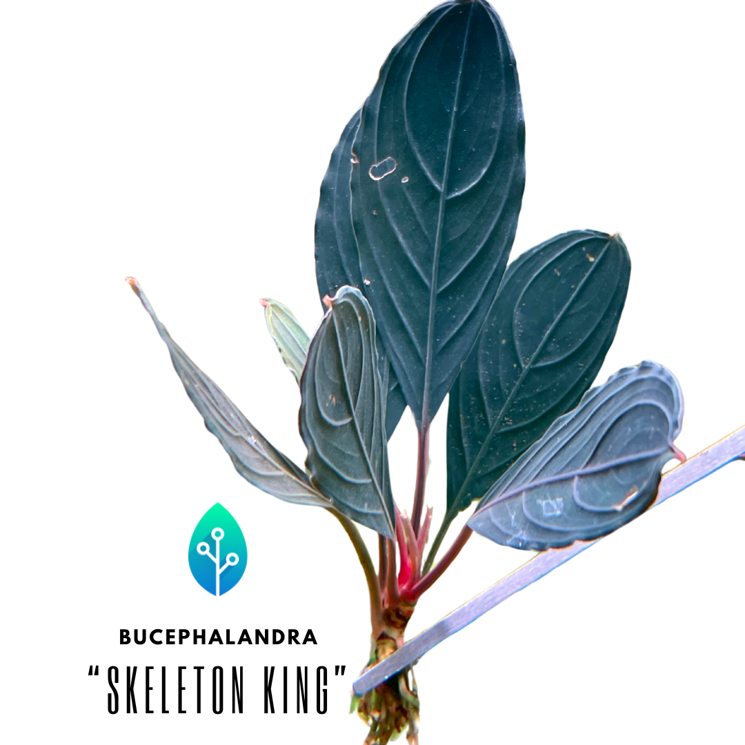 Bucephalandra Bucephalandra