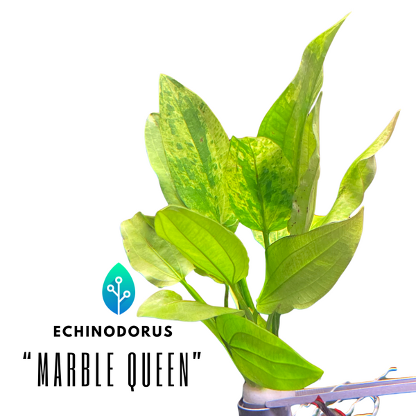 Echinodorus - "Marble Queen"