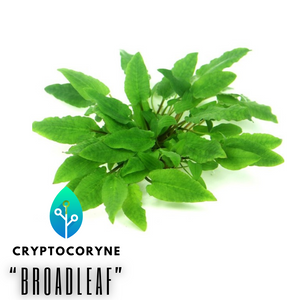 Cryptocoryne Wendtii 