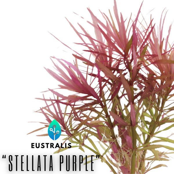Eustralis Stellata "Purple"