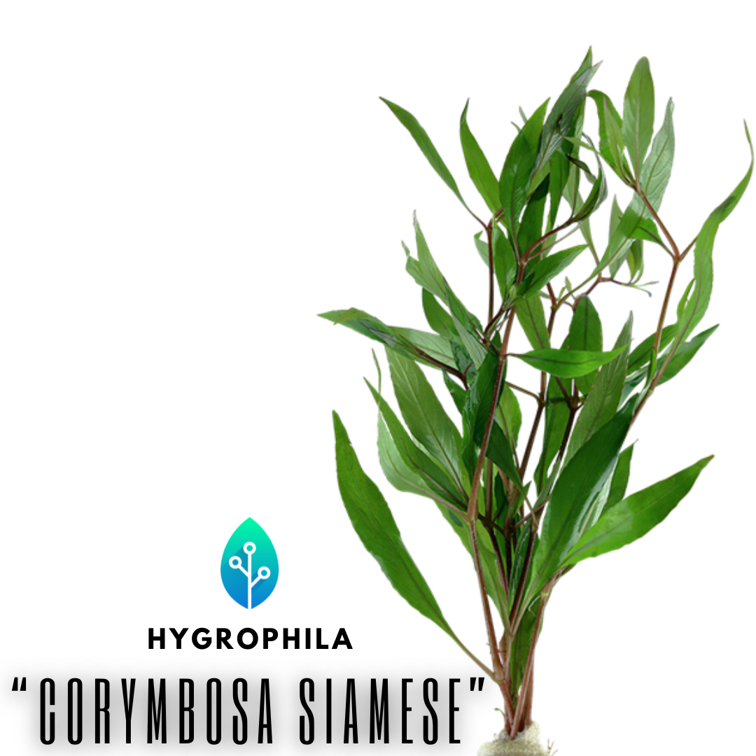 Hygrophila - Corymbosa Siamese