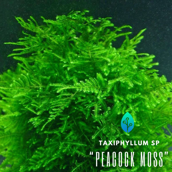 Taxiphyllum sp. "Peacock Moss"