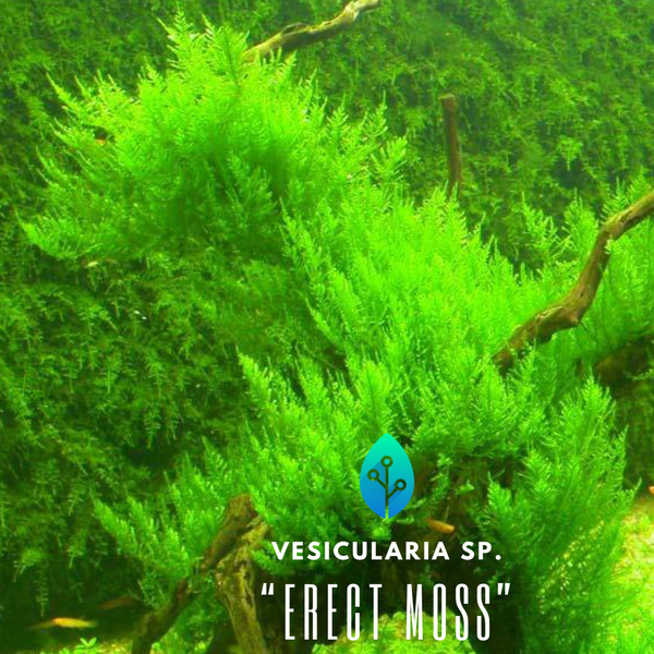 Vesicularia "Erect Moss"