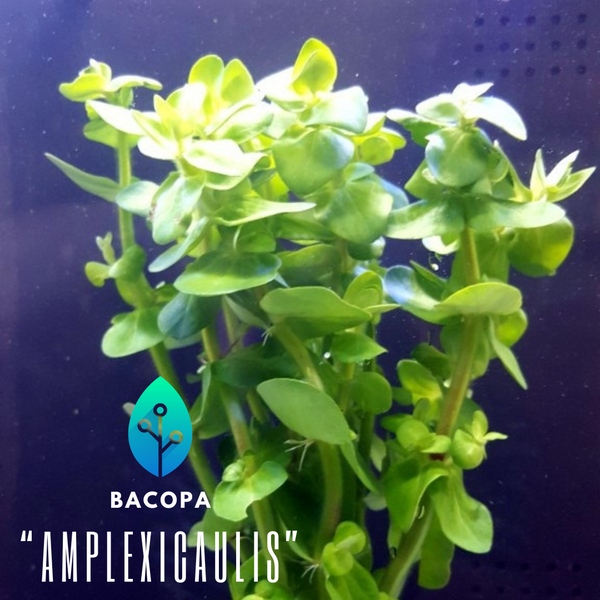 Bacopa Amplexicaulis