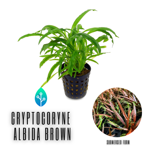 Cryptocoryne - Albida Brown