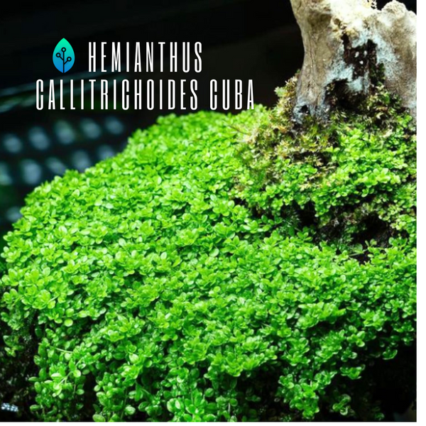 Hemianthus Callitrichoides Cuba - 10cmx15cm mat