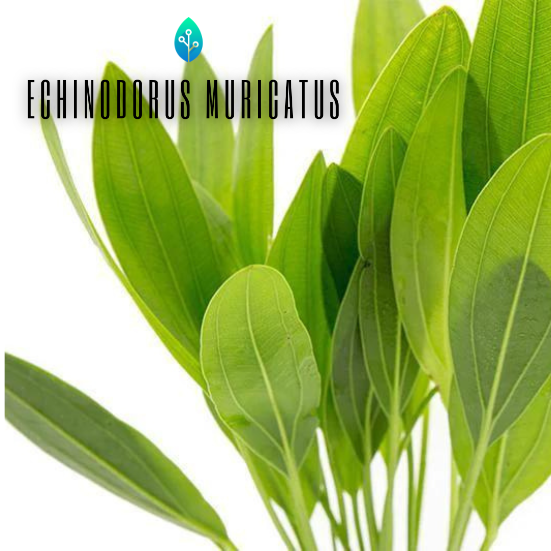 Echinodorus Muricatus Green
