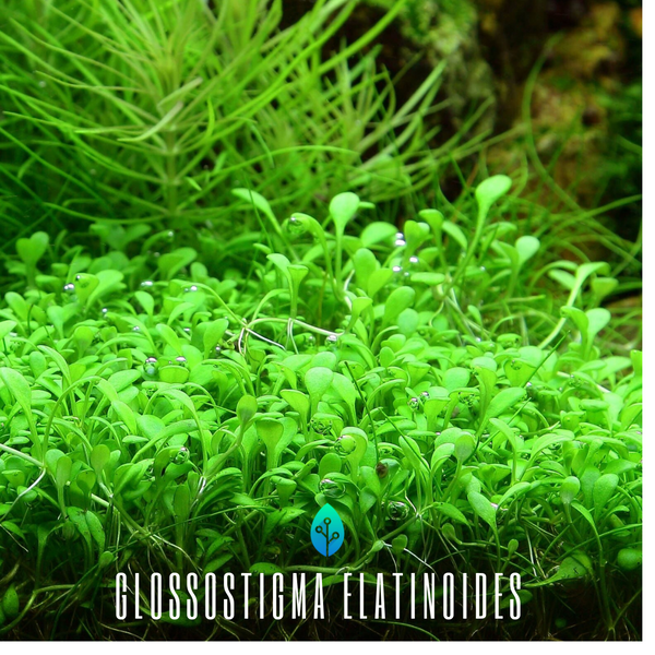 Glossostigma Elatinoides - 10cmx15cm mat