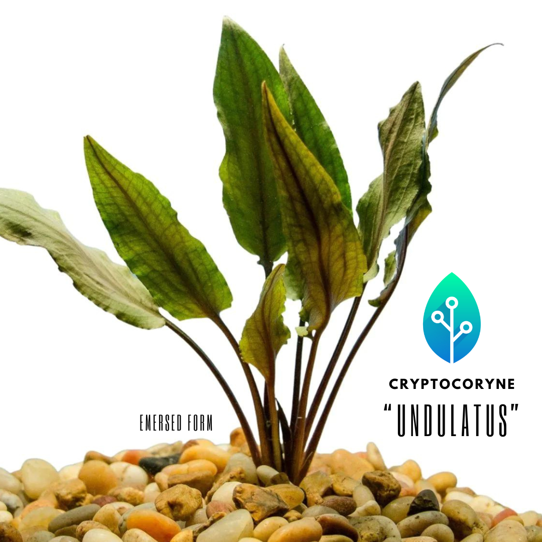 Cryptocoryne
