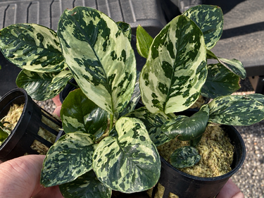 25センチガーデンパンいっぱいBucephalandra /パダワン Bucephalandra AquaFlora Canada Collection - Kedagang Marvels