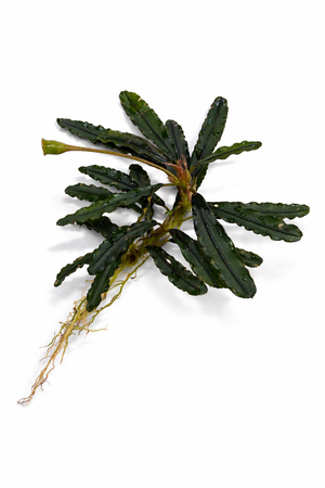 Bucephalandra - Dark velvet