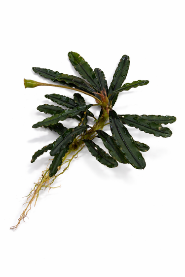 Bucephalandra AquaFlora Canada Collection - Kedagang Marvels