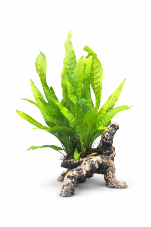 Microsorum Pteropus - Java Fern on Driftwood