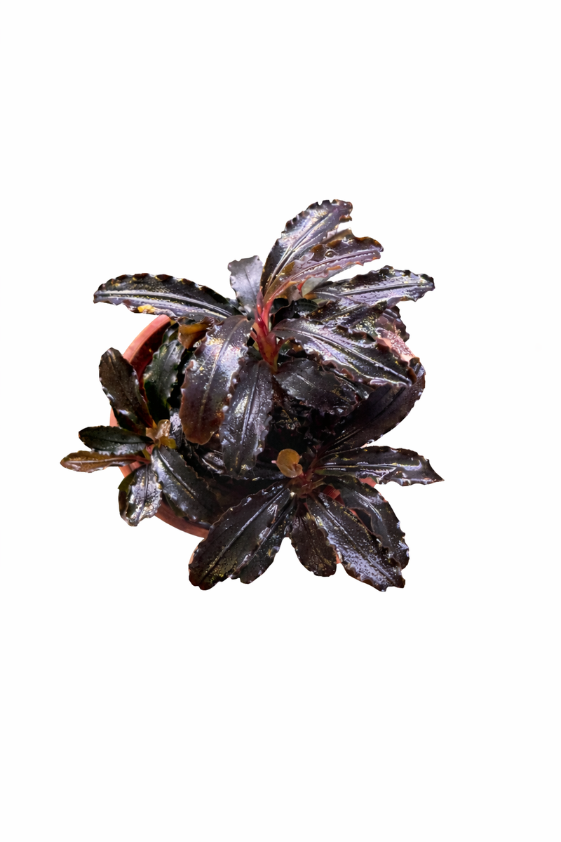 Bucephalandra AquaFlora Canada Collection - Kedagang Marvels