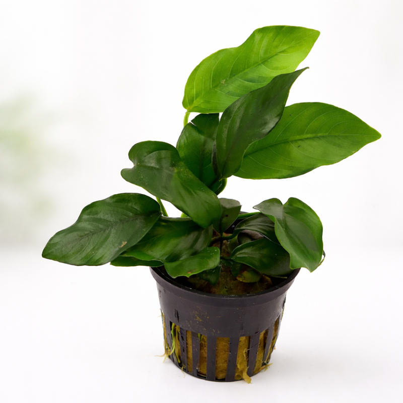 Buy Anubias Plants for Aquatic Elegance | AquaFlora Canada