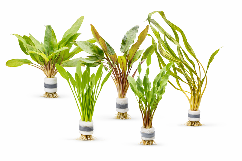 Explore Cryptocoryne Plants for Aquascapes | AquaFlora Canada