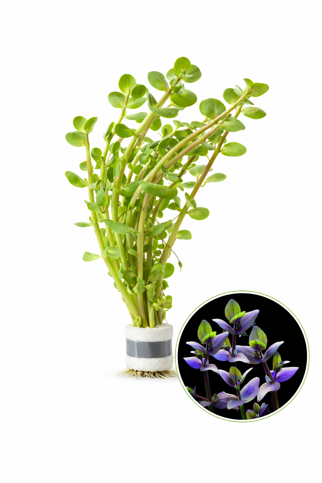weeping moss bonsai tree Weeping Moss (Vesicularia ferriei)