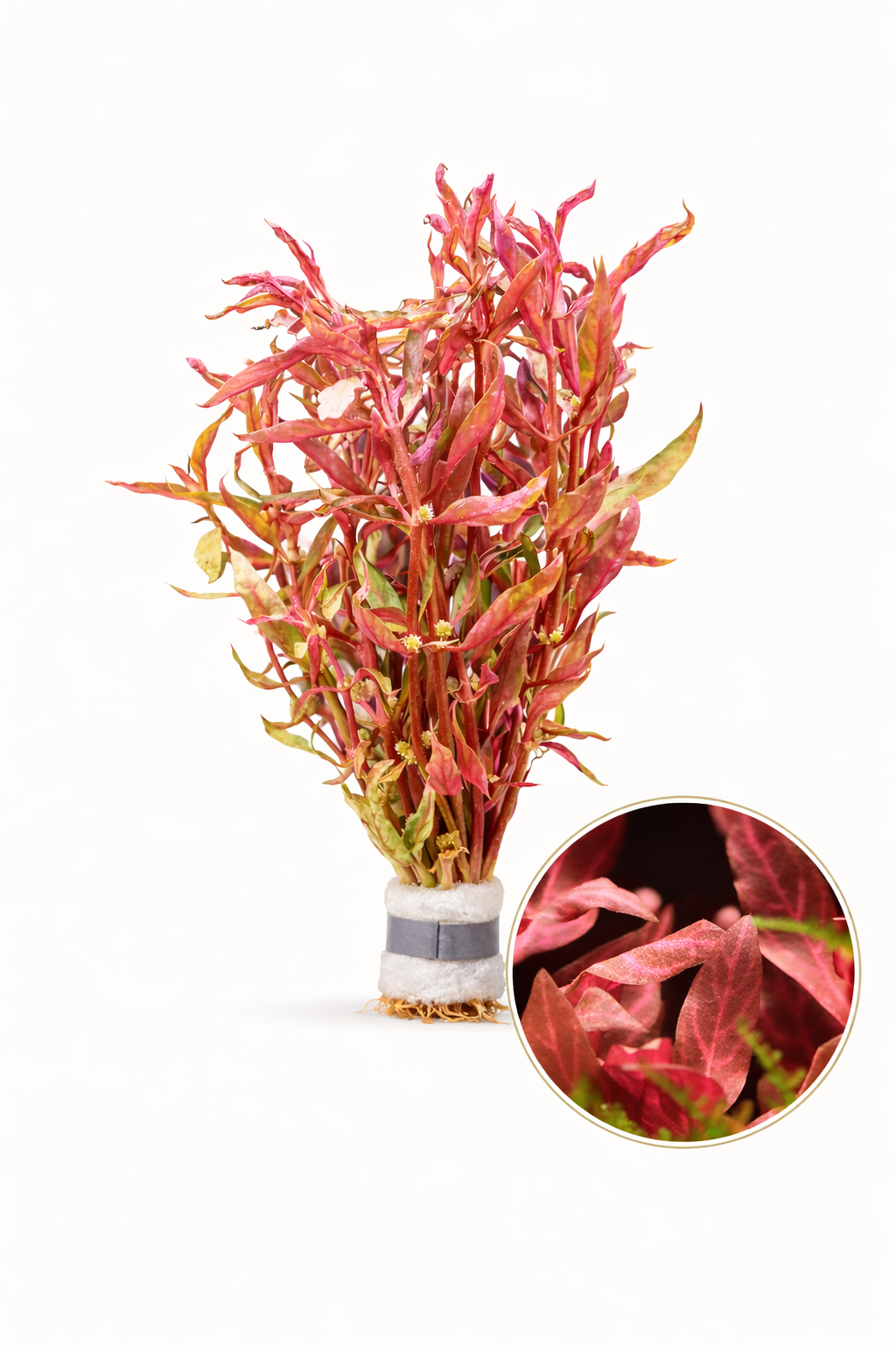 Bucephalandra - Bucephalandra -