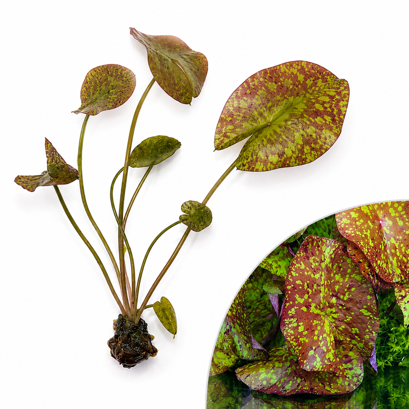 New Aquarium Plant Arrivals Canada