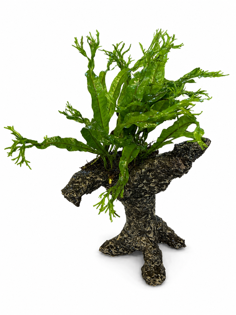 New Aquarium Plant Arrivals Canada