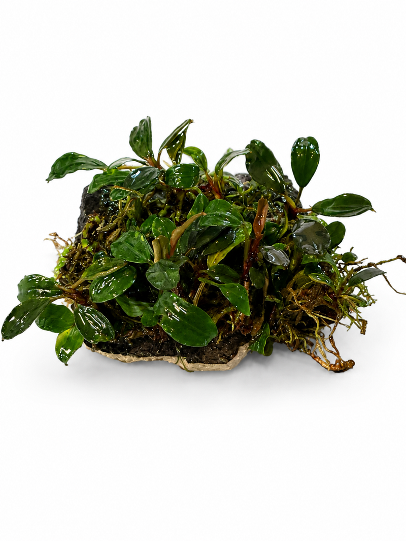 New Aquarium Plant Arrivals Canada
