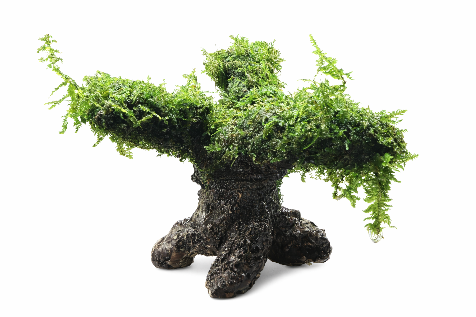 christmas moss bonsai tree Christmas Moss - Vesicularia montagnei