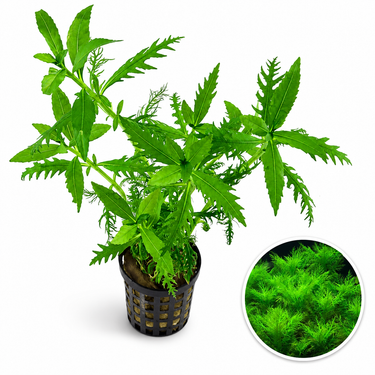 Bucephalandra AquaFlora Canada Collection - Kedagang Marvels