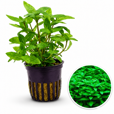 Bucephalandra sp. noble GT-toricolor タグ付 Bucephalandra
