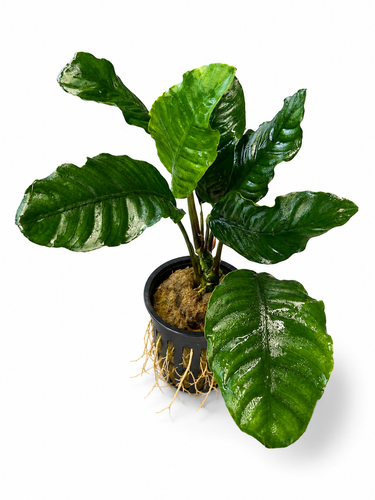 Bucephalandra AquaFlora Canada Collection - Kedagang Marvels