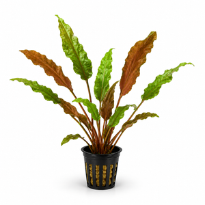 Cryptocoryne Wendtii 