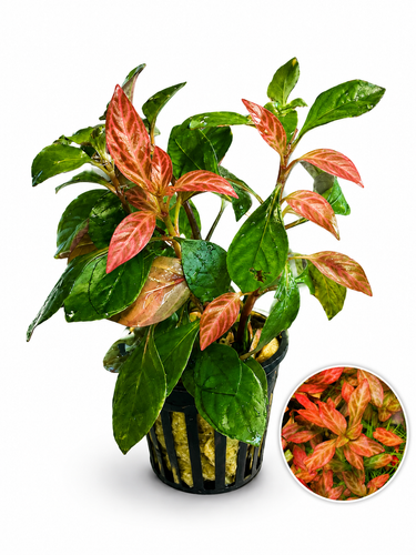 Bucephalandra AquaFlora Canada Collection - Kedagang Marvels
