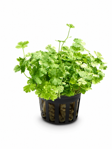 Bucephalandra AquaFlora Canada Collection - Kedagang Marvels