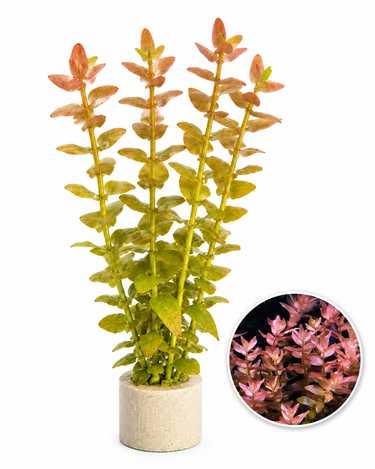 Bucephalandra AquaFlora Canada Collection - Kedagang Marvels