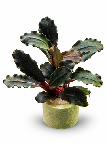 Bucephalandra AquaFlora Canada Collection - Kedagang Marvels