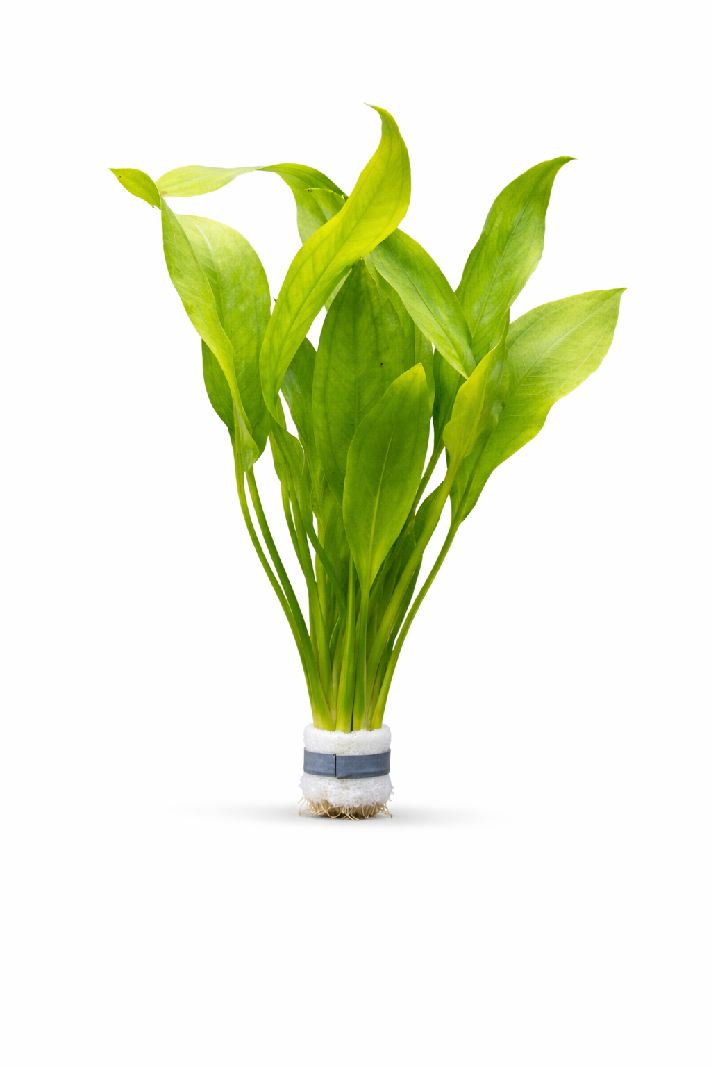 plastic amazon sword plant Echinodorus Amazonicus