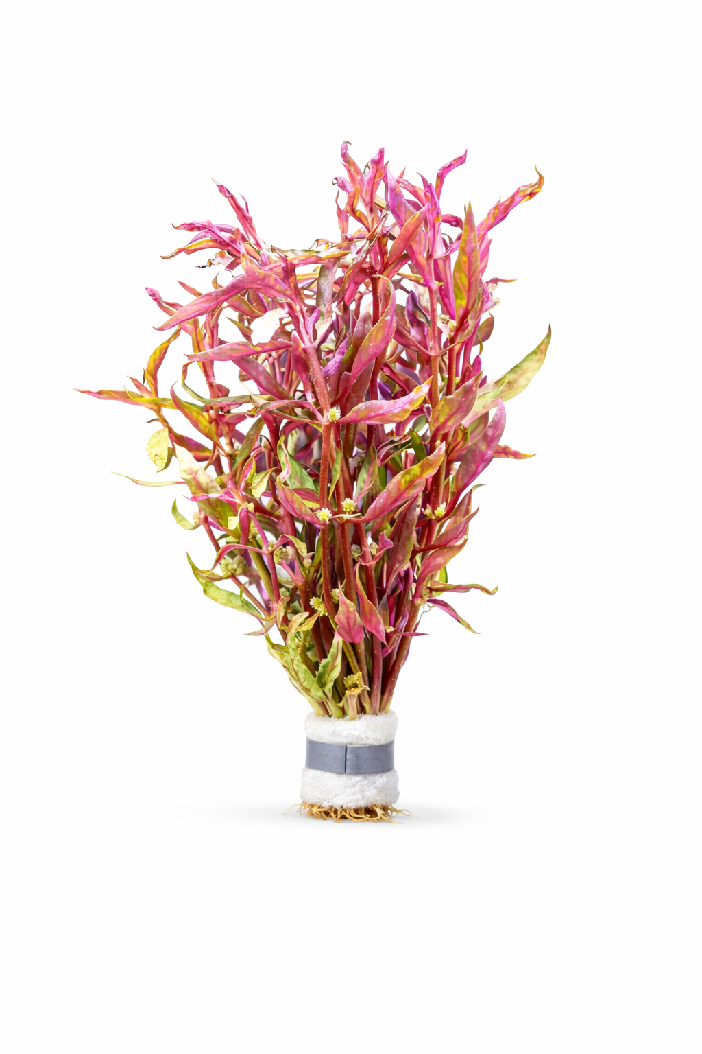 Bucephalandra - Black Angel