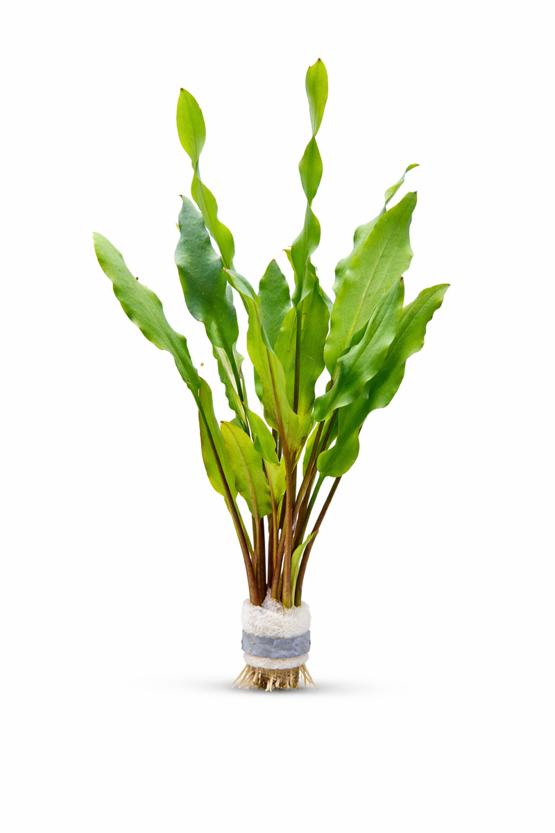 Explore Cryptocoryne Plants for Aquascapes | AquaFlora Canada