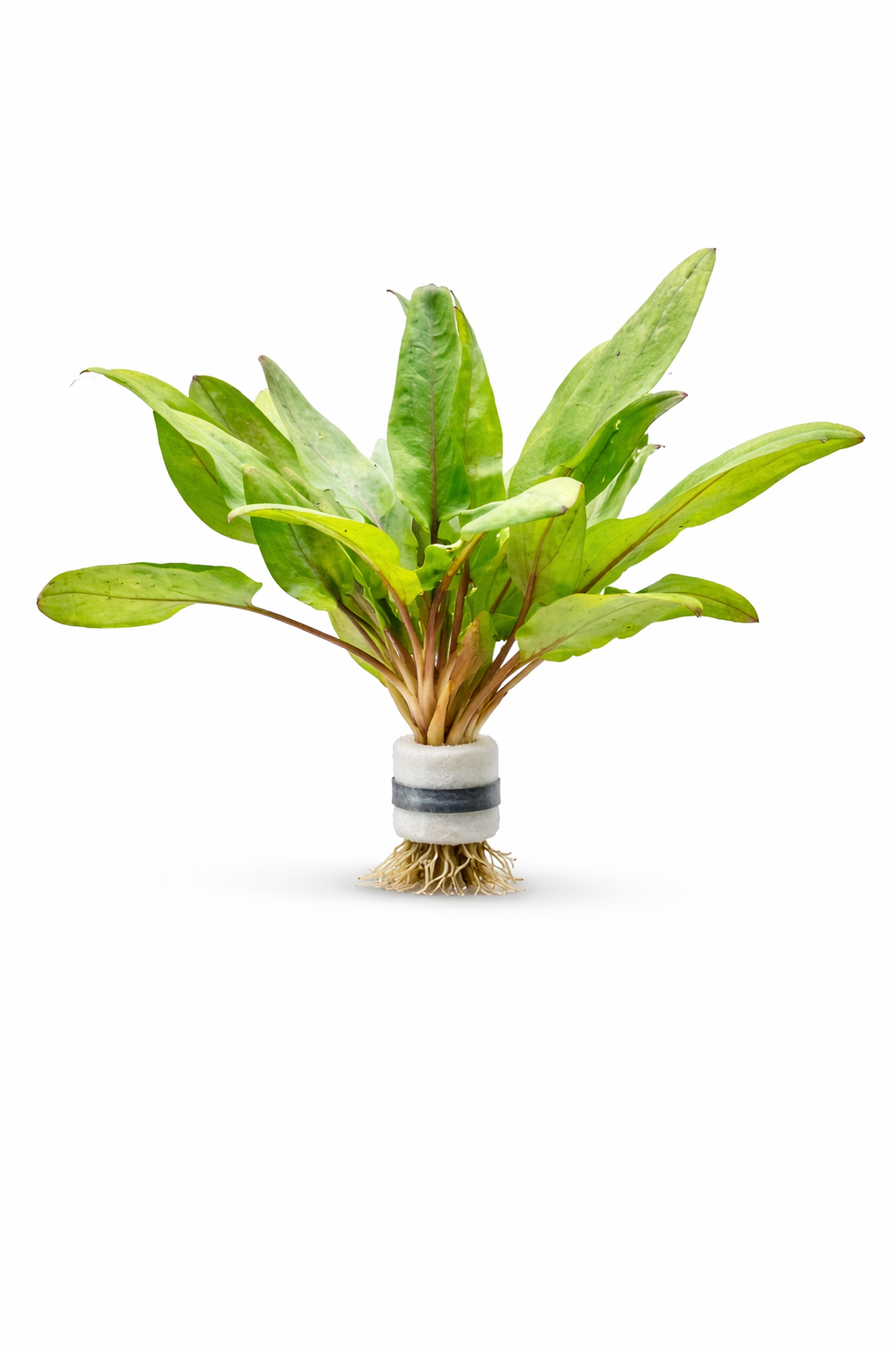 Bucephalandra - Pearl Grey Bucephalandra - Pearl Grey