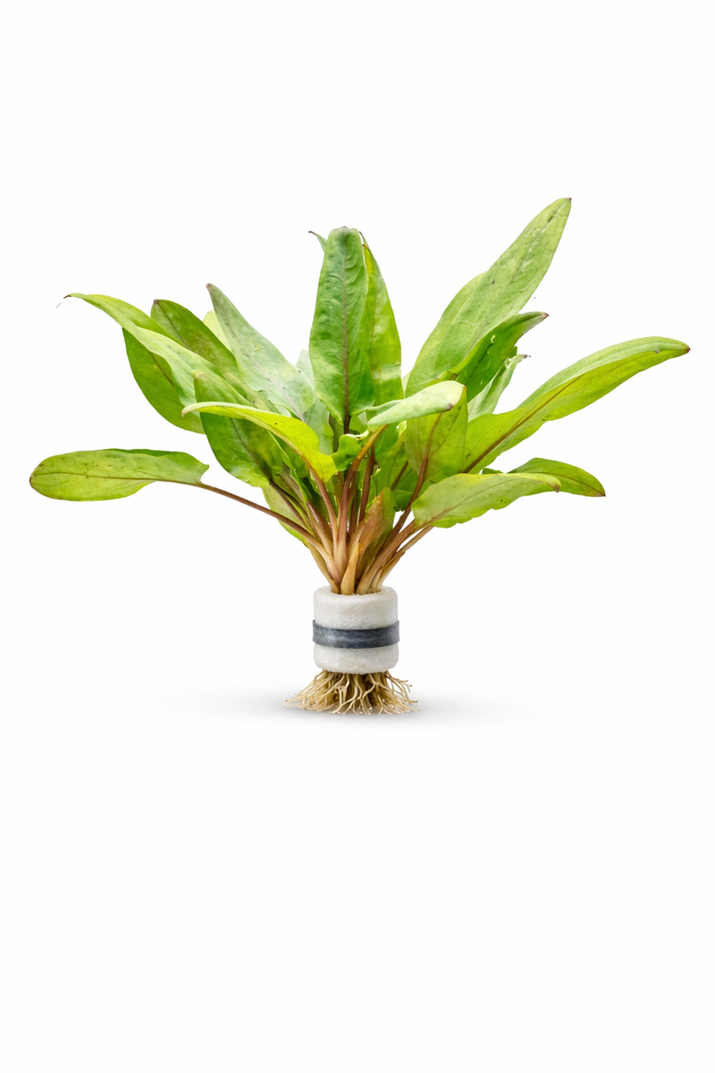 Explore Cryptocoryne Plants for Aquascapes | AquaFlora Canada