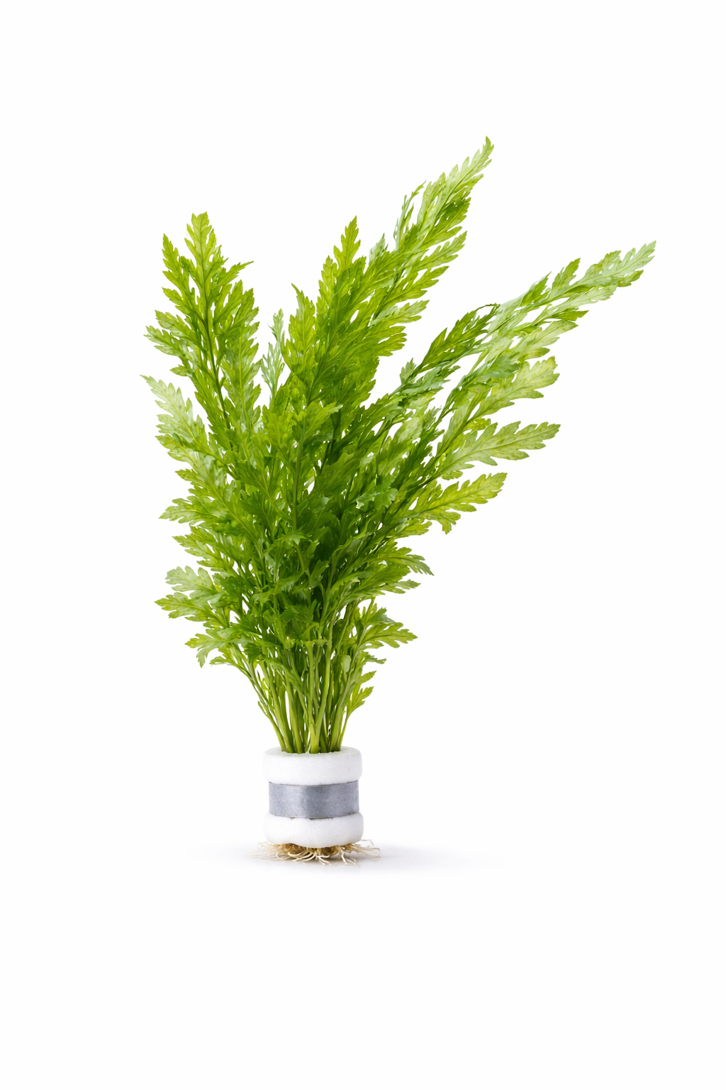 Bucephalandra - Bucephalandra -