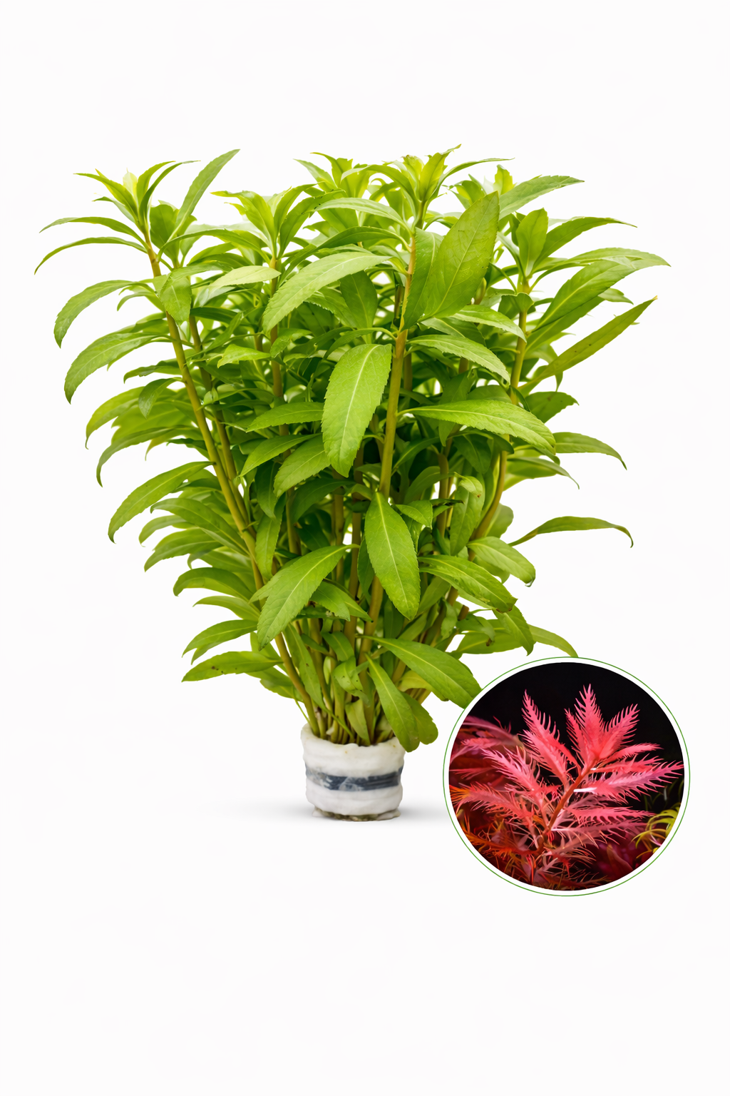 Bucephalandra AquaFlora Canada Collection - Kedagang Marvels
