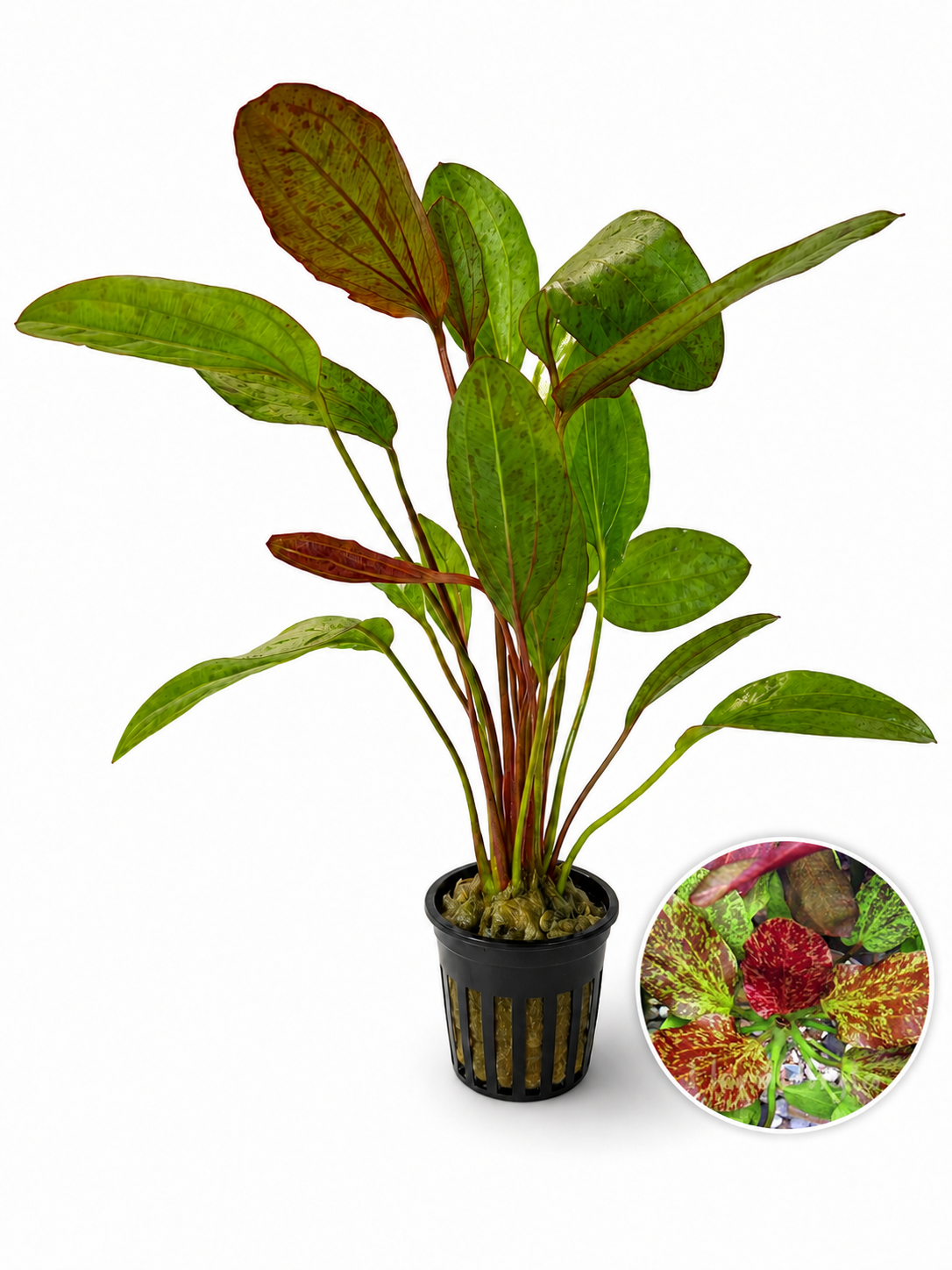 Explore Cryptocoryne Plants for Aquascapes | AquaFlora Canada Explore Cryptocoryne Plants for Aquascapes | AquaFlora Canada