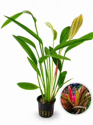 Bucephalandra AquaFlora Canada Collection - Kedagang Marvels